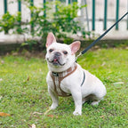 PUPTECK Soft Mesh Dog Harness and Leash Set Pet Puppy Cat Comfort Padded Vest No Pull Harnesses, Brown, L