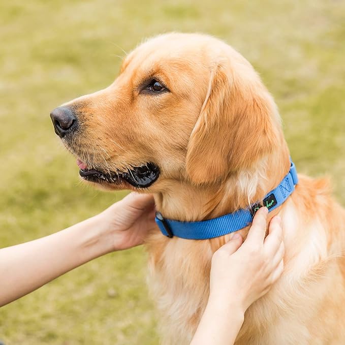 Martingale Dog Collar, No-Buckle Escape-Proof Design, Heavy-Duty Nylon and Welded D-Ring, Adjustable Training Collar for Medium Large Dogs (Royal Blue, L)