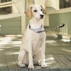 Martingale Dog Collar - Stainless Steel Chain, No Pull Training Collar with Flower Design for Large Medium Small Dogs (S, Gold)