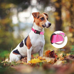 Martingale Dog Collar with Quick Release Buckle Steel Chain No Pull Training Reflective Collar for Medium Large Dogs(Pink, Large)