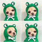 Warm Dog Winter Clothes Cute Fruit Dog Coat Hoodies Fleece Pet Dogs Costume Jacket for French Bulldog Chihuahua Ropa para Perro(Green,L)