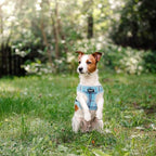 PUPTECK Soft Mesh Dog Harness and Leash Set Pet Puppy Cat Comfort Padded Vest No Pull Harnesses, Light Blue, S