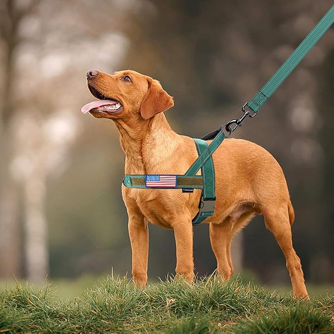Annchwool No Pull Dog Harness with Padded Handle+5 Ft Leash,Reflective Strip Escape Proof and Quick Fit to Adjust Dog Harness,Easy for Training Walking for Small & Medium and Large Dogs(Green-Set,L)