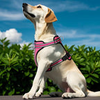 Wisedog Reflective No Pull Dog Harness - Adjustable Lightweight Pet Vest with 3 Fast-Release Buckles for Dogs Walking, Running and Training(XS, Bright Pink)