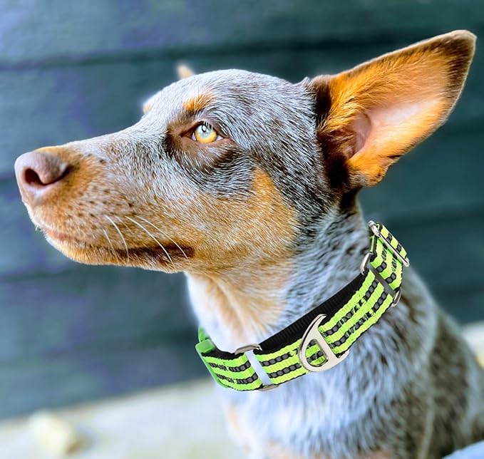 Martingale Collar for Dogs -Reflective Nylon No Slip Choke with Padded Comfort Heavy Duty Dog Collar with Quick Release Buckle for Training, Walking & Overexcited Pulling Green M