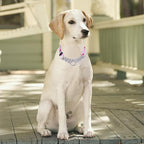 Martingale Dog Collar - Stainless Steel Chain, No Pull Training Collar with Flower Design for Large Medium Small Dogs (S, Roses)
