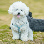 QQPETS Dog Harness Leash Set Adjustable Heavy Duty No Pull Halter Harnesses for Small Medium Large Breed Dogs Back Clip Anti-Twist Perfect for Walking