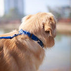 Hyhug Martingale Collar for Dogs Small Blue |Escape - Proof Heavy Duty Nylon Durable No Buckle, Ideal for Training & Daily Walks