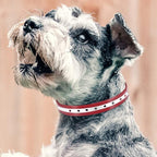 PetJoy Dog Collars Strap, Replacement Collar for Shock Reflective Collar, Adjustable Classic Dog Collar Strap for All Varieties Small Medium Large Dogs (Black & Red)