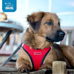 Best Pet Supplies Voyager Step-in Air Harness - All Weather Mesh, Reflective, No Pull Harness for Dogs, Cats - Secure with Hook & Loop Fastener, Buckle, Double D-Rings - Red/Black Trim, XXS