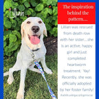 Lucky Love Dog - Easy Click Buckle Dog Collar with Leash Set Combo, Durable & Comfortable for Male & Female Dogs, Pet Collar for Large Dogs, Secure Fit - Lilian Combo, Large