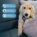 Best Pet Supplies Voyager Step-in Air All Weather Mesh Harness and Reflective Dog 5 ft Leash Combo with Neoprene Handle, for Small, Medium and Large Breed Puppies - Baby Blue/Black Trim, Large