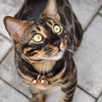 Beau's Bells 2 Extra Loud Cat & Dog Bells | Pet Tracker | Save Birds & Wildlife | Luxury Handmade Copper (Small)