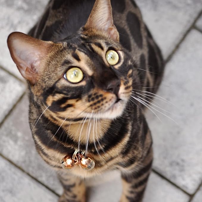 Beau's Bells 2 Extra Loud Cat & Dog Bells | Pet Tracker | Save Birds & Wildlife | Luxury Handmade Copper (Small)