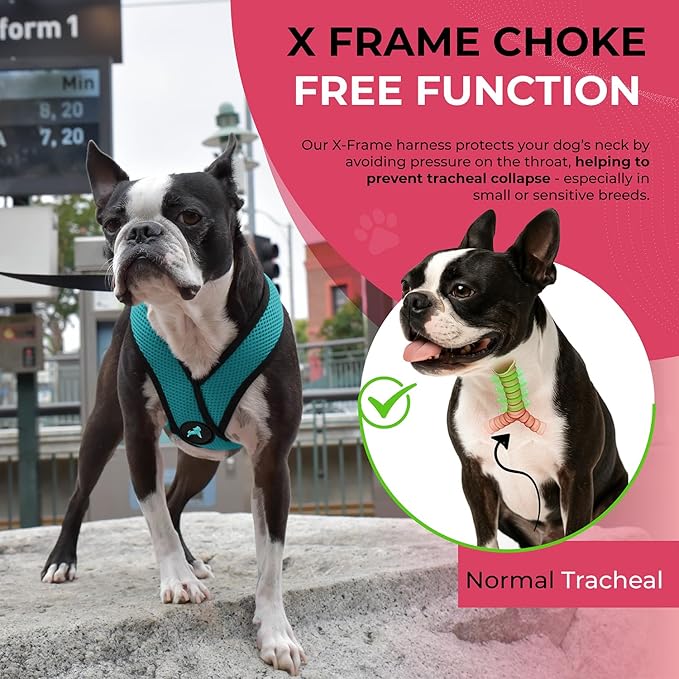 Gooby Comfort X Head in Harness - Turquoise, Small - No Pull Dog Harness with Patented Choke-Free X Frame for Small to Medium Dogs Indoor/Outdoor Use