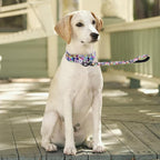 Martingale Collar and Leash Set, Premium No Slip Martingale Collar for Dogs Medium Large, Girl Dog Collars Training (NO23, M)