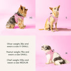 Downtown Pet Supply Step in Dog Harness for Large Dogs - Adjustable, Escape Proof Dog Harness with Reflective Trim - All-Weather, Fast-Drying Padded Mesh Fabric - Tangerine, X-Small
