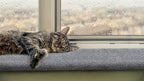 Purrched Cat Window Perch (24 Inch)