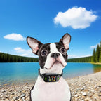 Dog Collar Replacement Strap,Replacement Collar for Training Shock Collar Reflective Adjustable Bark Collar Strap Compatible with Most Training Receivers ﻿