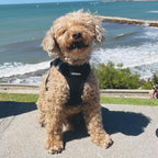 Best Pet Supplies Voyager Step-in Air Harness - All Weather Mesh, Reflective, No Pull Harness for Dogs, Cats - Secure with Hook & Loop Fastener, Buckle, Double D-Rings - Black, XXXS