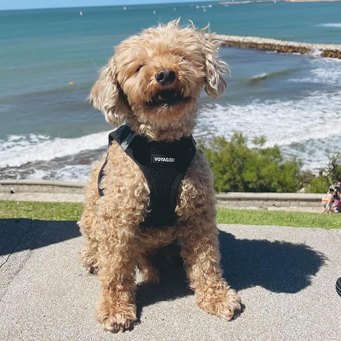 Best Pet Supplies - All Weather Mesh / Plush, Reflective, No Pull Harness for Small, Medium Dogs, Cats - Secure with Hook & Loop Fastener, Buckle, Double D-Rings - Black/Black Trim, XS