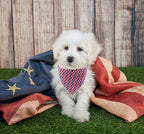 Lionet Paws Dog Bandana,4th of July Fabric Dogs Kerchief for Small Medium Dogs,Dog Cotton Triangle Bibs Scarf for Girl Boy