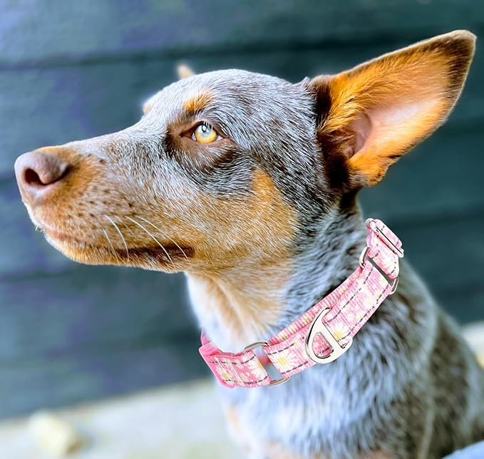 Martingale Collar for Dogs - Pink Daisy Reflective Nylon, No Slip Choke Heavy Duty Collar with Quick Release Buckle & Padded Comfort - Safe Fit for Training & Walking Large
