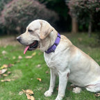 Premium Nylon Adjustable Anti-Escape Martingale Dog Collars,Soft and Silky Dog Collar with Heavy Duty D-Ring for Large Active Dogs Training&Walking. (Ultra Violet, Large)