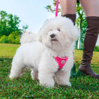Hipubby Dog Harness and Leash Set, No Pull Soft Mesh Puppy Harness for Small Medium Dogs, Cats - Step in Reflective Breathable Lightweight Vest Harness for Walking, Training - Rose Red, S