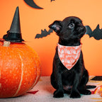 ADOGGYGO Halloween Dog Bandana, Pumpkin Ghost Pet Scarf, Orange Black Halloween Bandanas for Small Dogs Puppies (Small)