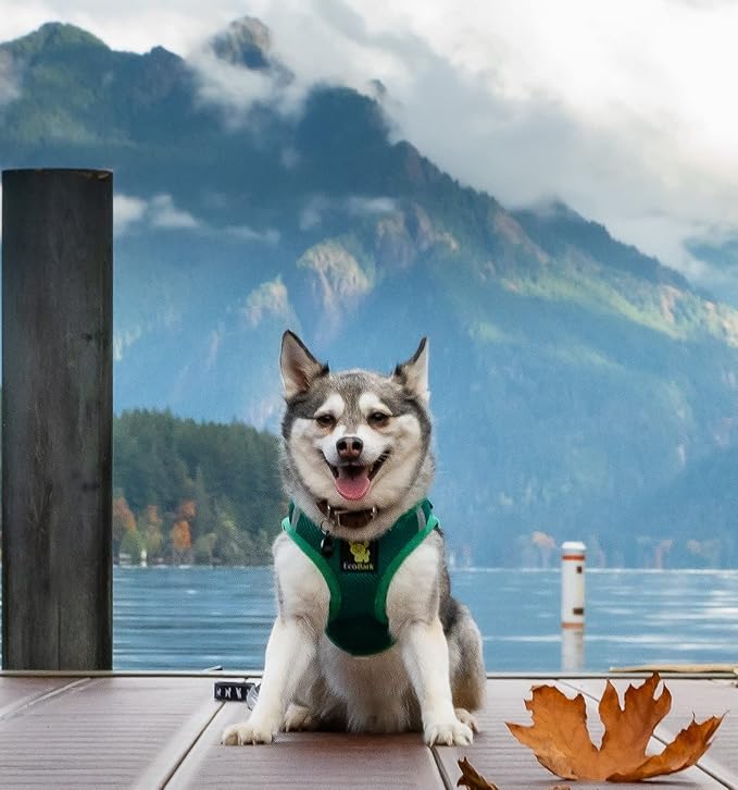 EcoBark Step in Dog Harness - Reflective Soft Luxurious Mesh Dog Harnesses for XXS, XS, Small, and Medium Dogs - Eco-Friendly Comfort Secure Halter No Pull Adjustable Pet Vest (Forest Green, Medium)