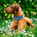 Wide 1.5 Inch Martingale Dog Collar - No Pull & Escape Proof Training Collar for Large Dogs, Adjustable Thick Slip Collar（Elephant XL）