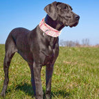 Wide Martingale Collar for Dogs -1.5 Inch Dog Training Collar -Big&Thick Dog Collar - Escape-Proof,Durable and Comfortable - pink Daisy XL