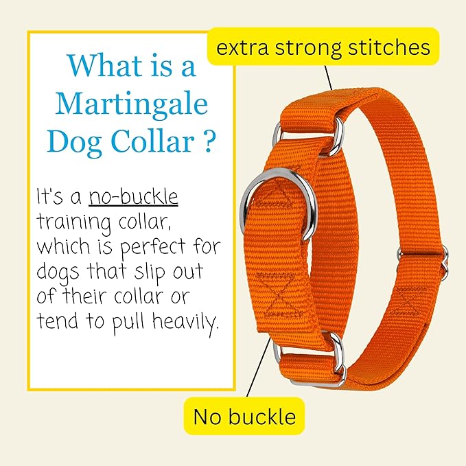 Country Brook Petz - Martingale Dog Collar - Heavy-Duty Training Collar with No Buckle - Service Dog Collar for All Pups - 10+ Warm Colors (Orange, 3/8 Inch, 2XS)
