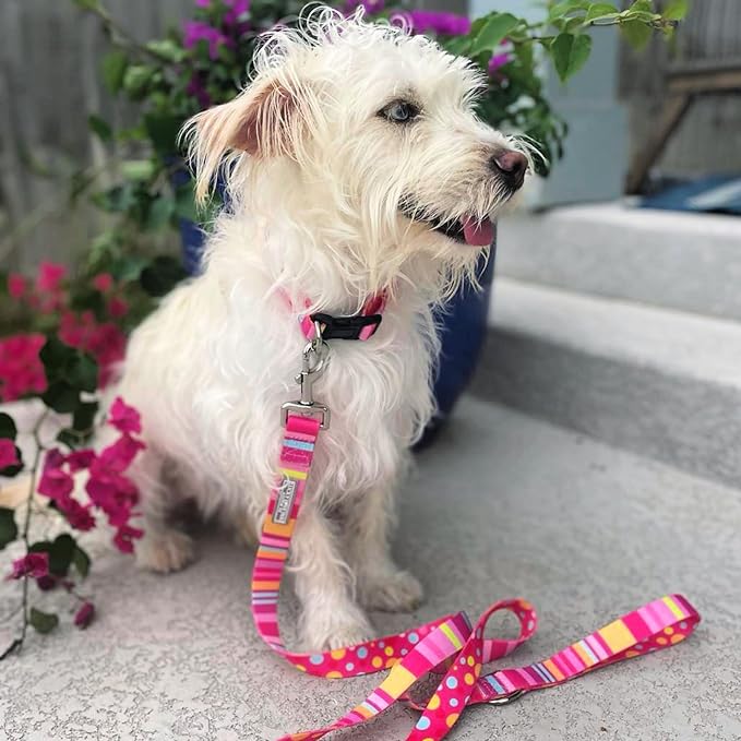 Lucky Love Cute Dog Collar for Girl Dogs - Colorful Stripes, Yellow, Pink, Blue - Large, Molly Collar