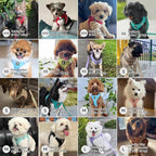 BELLA & PAL Step in Vest Harness for Small and Medium Dogs, No Pull Small Dog Harness with Leash Set, Comfortable Air Mesh Dog Vest Harness with Reflective Strip (Sky Blue, XS)