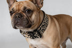 Heavy Duty Dog Collar with Unique Leopard Totem Design Adjustable Durable Nylon Collar, Metal Buckle for Large Dogs Bold Style for Training & Outdoor Adventures (Gold Leopard L)
