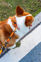 商品图片 LOS ANDES Dog Slip Collar with Slidable Stopper, No Pull Choker Training Martingale Collar for Small Medium Large Dogs, Nylon, Red, M (19 in x 10 mm)