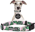 Lucky Love Dog Collars | Girl, boy Dog Collar for Small Medium Large Dogs - Comfortable, Soft, Cute - Laguna, Medium
