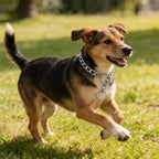 Silver Small Dog Chain Collar Metal Dogs Link Training Collar Pet P Slip Puppy Martingale Collars for XXS XS Medium Large Big XL Breed Dogs XS