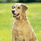 Mogoko Stainless Steel Dog Choke Chain Collar, Puppy Metal P Chain Slip Collar Pet Training Walking Choker(Gold; 3.5mm;22.0 Inch)