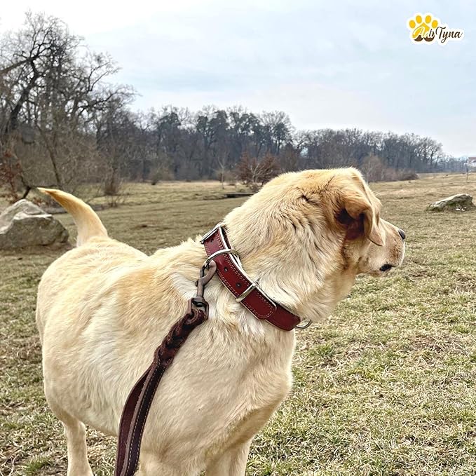 ADITYNA Heavy-Duty Leather Dog Collar for Large Dogs - Soft Padded for Comfort - Large Dog Collar for Walking, Training, and Hiking