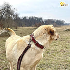 ADITYNA Heavy-Duty Leather Dog Collar for Large Dogs - Soft Padded for Comfort - Large Dog Collar for Walking, Training, and Hiking