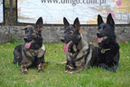 Dingo Gear Choke Collar for Dog Training Handmade of Cord with A Limiter, Waterproof Black S04059, (M)