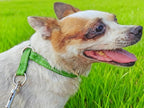 Reflective Slip Dog Collar, Loop Dog Collar for 20-38 lbs Dogs, Nylon Collars with Soft Padded for Dogs Training (Green 5/8" W x 15.5" L)