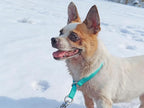 Reflective Slip Dog Collar, Loop Dog Collar for 20-38 lbs Dogs Nylon Collars with Soft Padded for Dogs Training (5/8" W x 15.5" L, Turquoise)