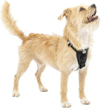 Kurgo Enhanced Strength Tru-Fit Dog Car Harness - Pet Travel Safety Harness - Crash Test Certified Fit - Five Point Adjustment - Secure Buckle - Padded Chest - Black - Small
