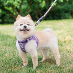 BEAUTYZOO Small Dog Harness and Leash Set,Step in No Choke No Pull Soft Mesh Dog Harnesses Reflective for Extra-Small/Small Medium Puppy Dogs and Cats, Plaid Dog Vest Harness for XS S Pets, Purple XXS