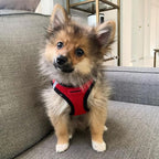 Best Pet Supplies Voyager Step-in Air Harness - All Weather Mesh, Reflective, No Pull Harness for Dogs, Cats - Secure with Hook & Loop Fastener, Buckle, Double D-Rings - Red/Black Trim, XL