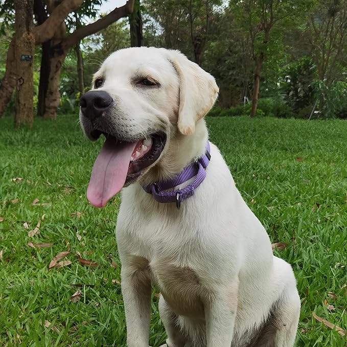 Premium Nylon Adjustable Escape-Proof Dog Collar,Soft and Silky Collar with Heavy Duty D-Ring for Medium Active Dogs Jogging,Training,etc... (Ultra Violet, Medium)